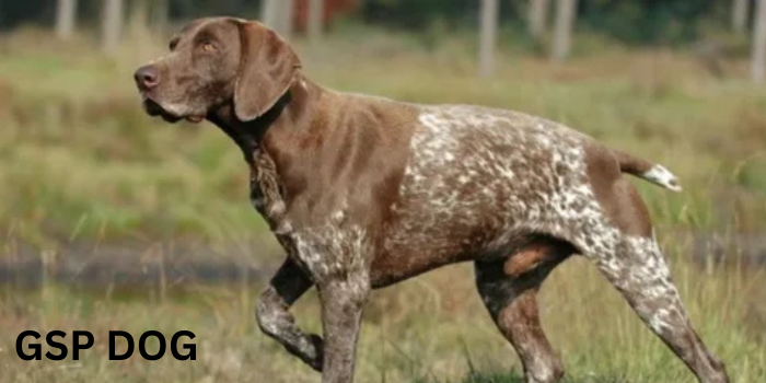 GSP DOG