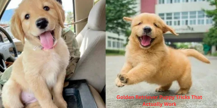 Golden Retriever Puppy Tricks That Actually Work