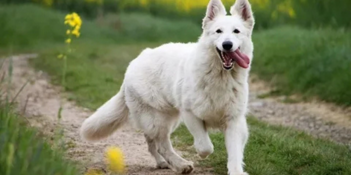 white german shepherd