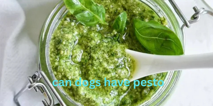 can dogs have pesto