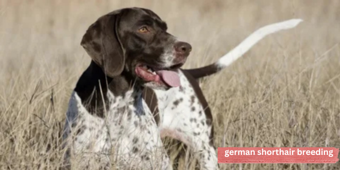 german shorthair breeding
