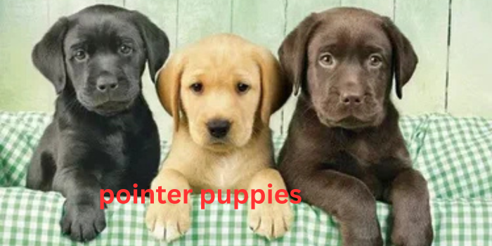 pointer puppies