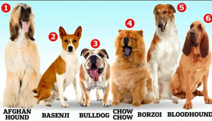 dumbest dog breeds